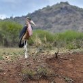 Aethiopien-Bussa-Shelemela-Marabu-WWW_01