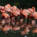 Kubaflamingo-Zoo-Heidelberg-WWW_02