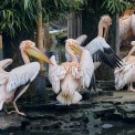 Pelikan-Rosa-Opel-Zoo-WWW_01