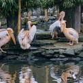 Pelikan-Rosa-Opel-Zoo-WWW_02