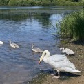 Schwan-Steinen-Hausweiher-WWW_01-