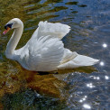 Schwan-Trippstadt-Klugsche-Muehle-WWW_01-