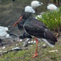 Schwarzstorch-Opel-Zoo-WWW_01