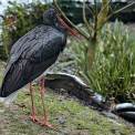 Schwarzstorch-Opel-Zoo-WWW_02