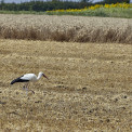 Storch-Bornheim-WWW_01