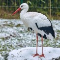 Storch-Opel-Zoo-WWW_01