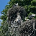 Storch-Zoo-Heidelberg-WWW_01