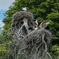 Storch-Zoo-Heidelberg-WWW_02