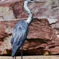 graureiher-zoo-heidelberg-www_01
