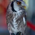 greifvogelstation-hellenthal-weissgesichtseule-www_01