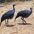 kenia-samburu-np-perlhuhn-www_01_0