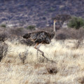 kenia-samburu-np-strauss-www_01_1