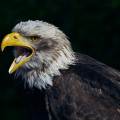 mainz-greifvogelstation-hellenthal-weisskopfseeadler-www_01