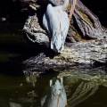pelikan-zoo-heidelberg-www_01