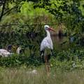 storch-wildpark-alte-fasanerie-www_01