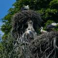 storch-zoo-heidelberg-www_01