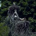 storch-zoo-heidelberg-www_02