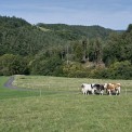 Rheinland-Pfalz-Westerwald-Girgenrath-Wallbachmuehle-WWW_01