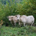 Rheinland-Pfalz-Westerwald-Hardert-Aubachtal-Charolais-WWW_01