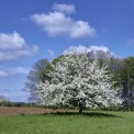 Rheinland-Pfalz-Westerwald-Mehren-WWW_01