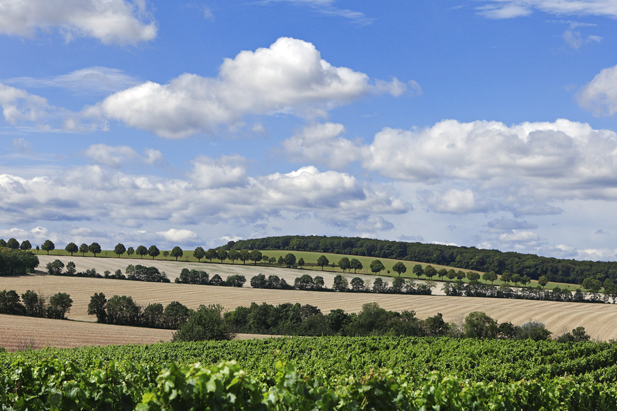 RHOIHESSE – RHEINHESSEN MEINE HEIMAT