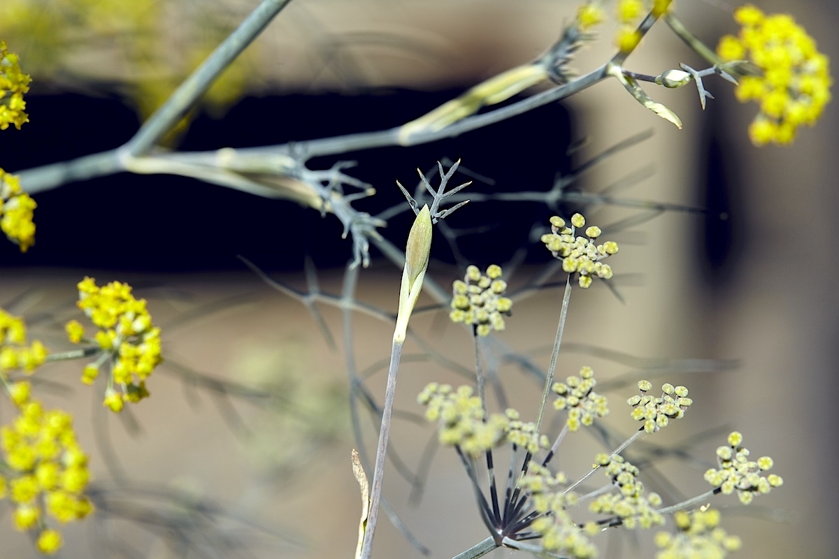 HAIKU & ZEN | Japanische Lyrik mit Bildern